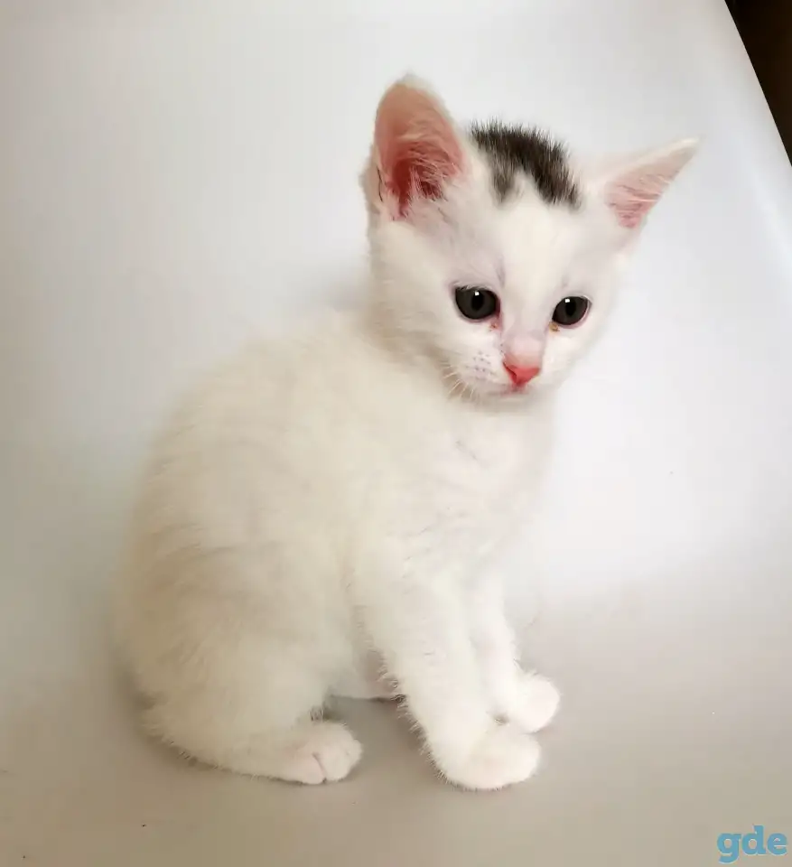 отдам котят, фотография 2