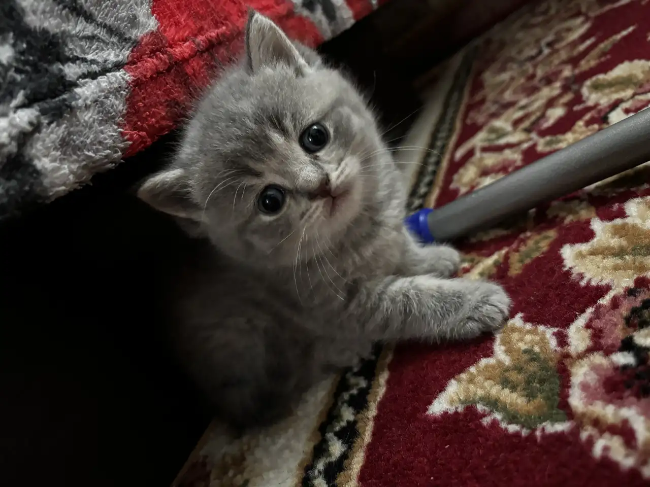 Котята шотландские, фотография 4