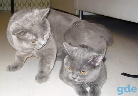 Британский короткошерстный.   Вязка., фотография 3