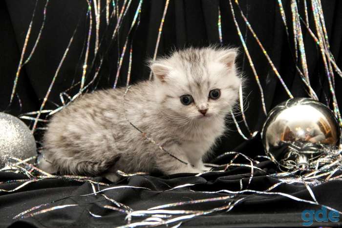 Шотландские котята, фотография 6