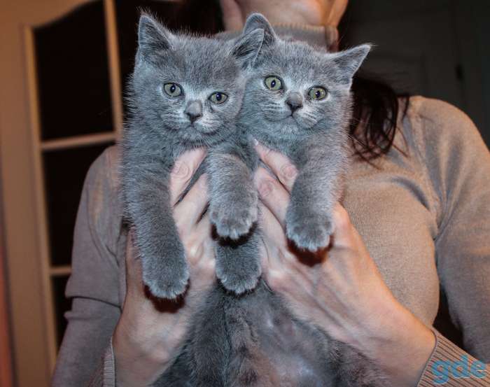 5 британских котят 2 ме, фотография 2