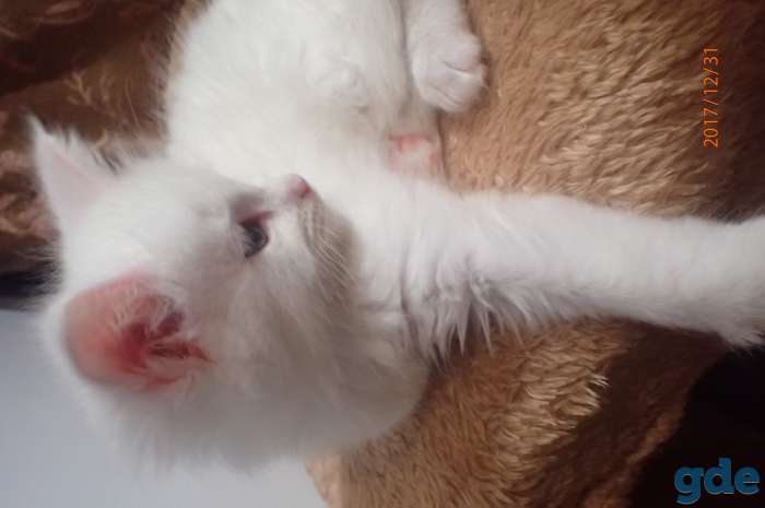 Котята породы Мейн Кун, фотография 4