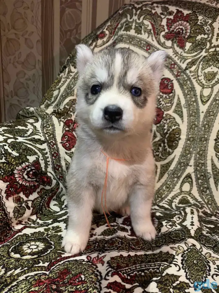 Продам Хаски, фотография 3
