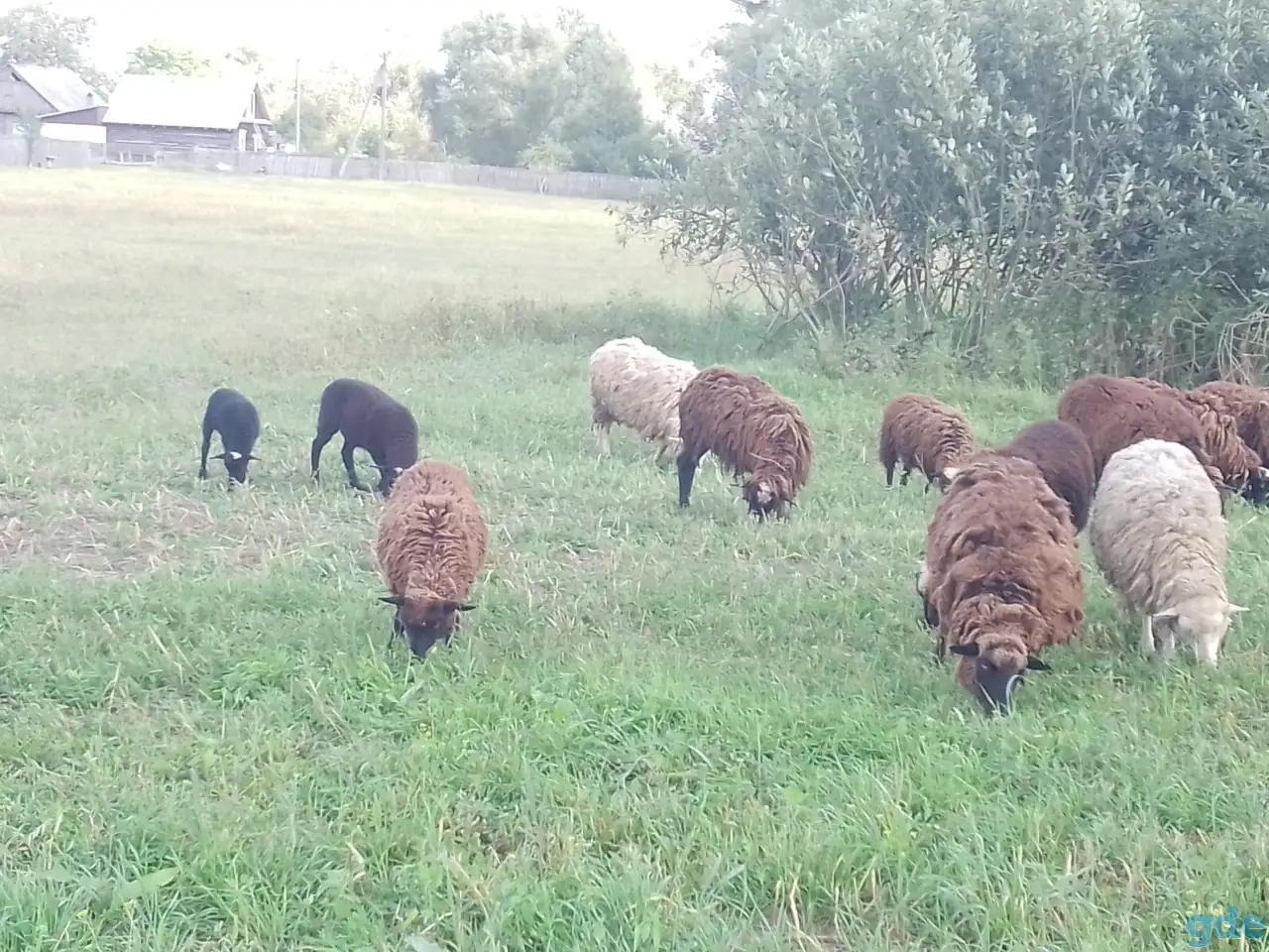 Продам овцы,барашки., фотография 3