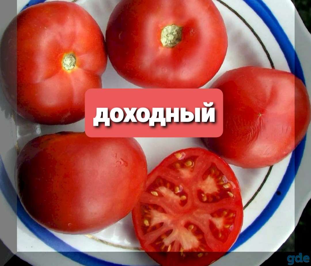 Рассада томатов, фотография 2