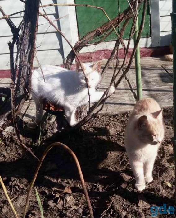 Дачные котята, фотография 1