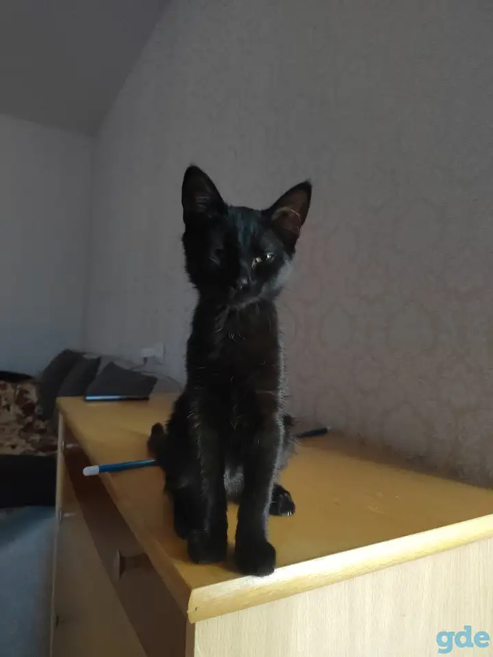 нужно пристроить котика, фотография 5