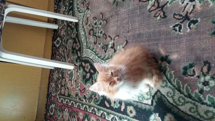 котята, фотография 5