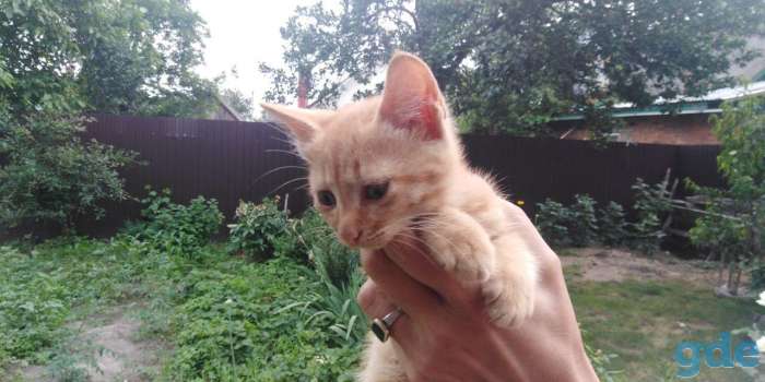 шотландские котята, фотография 1