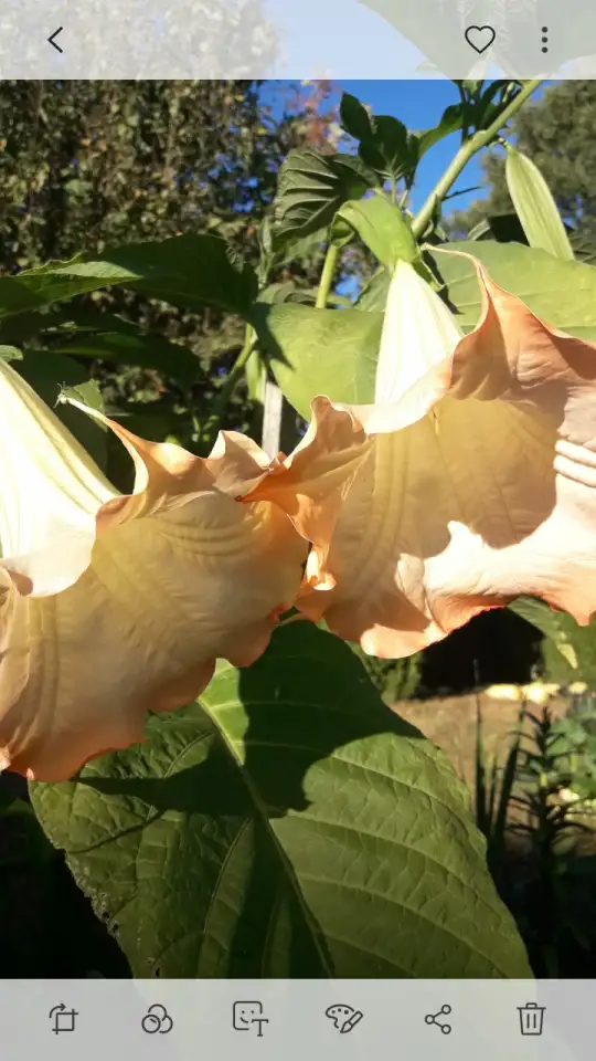 Бругмансия, фотография 5