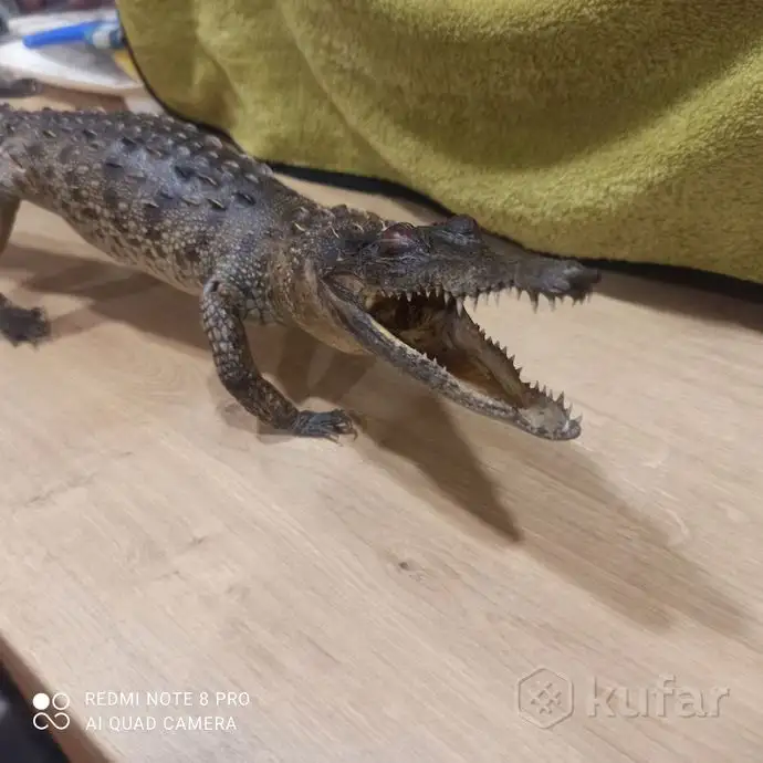Чучело Крокодила. С Кубы Оригинал!, фотография 2