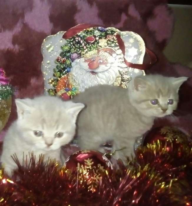 Британские котята , фотография 4
