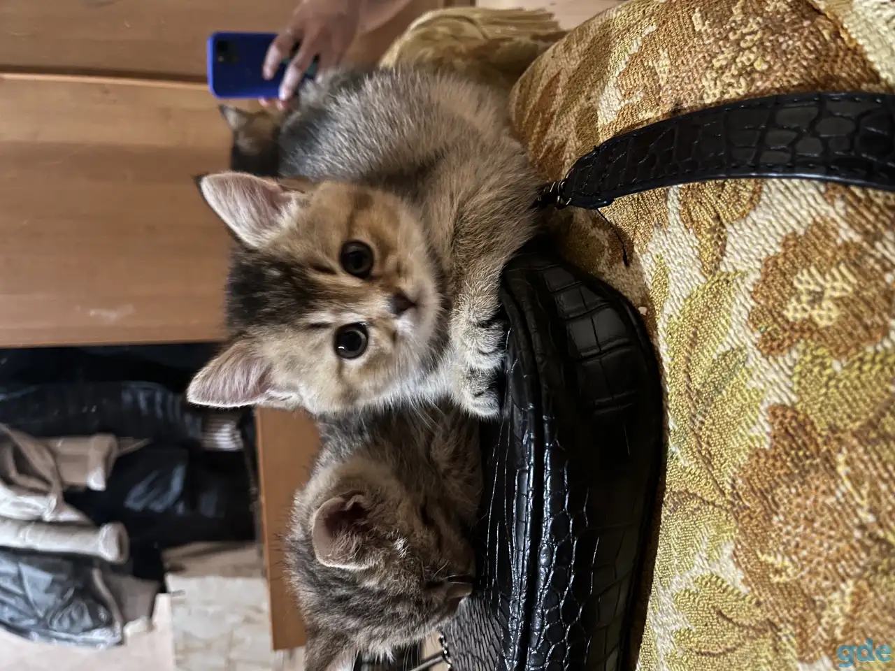 Котята Шотландские вислоухие, фотография 2
