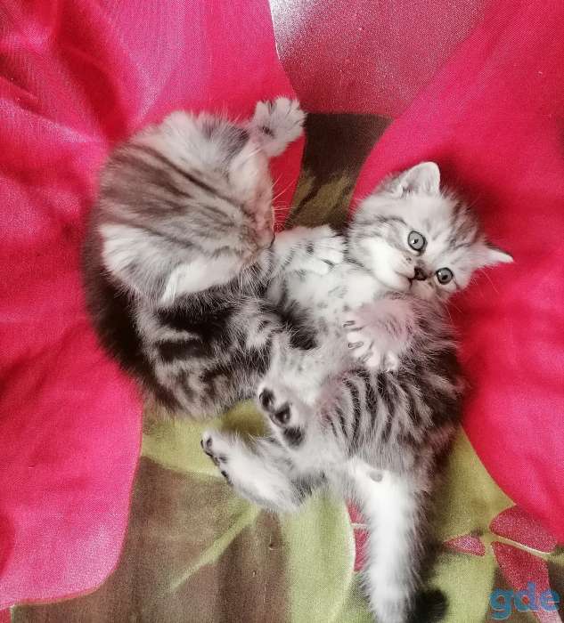 Шотландские котята, фотография 1