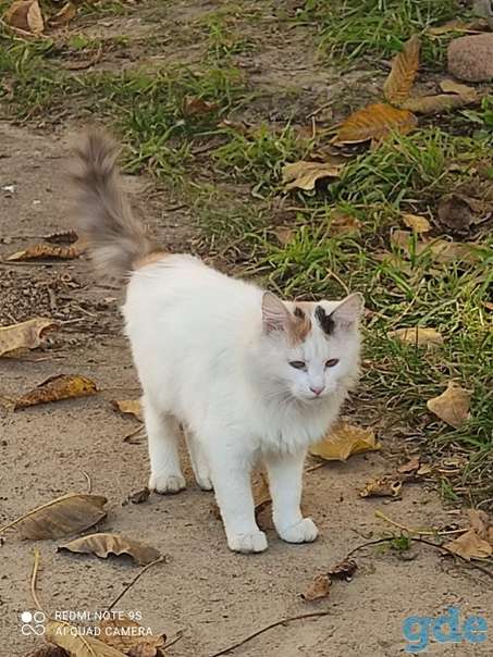 Котенок ищет дом, фотография 1