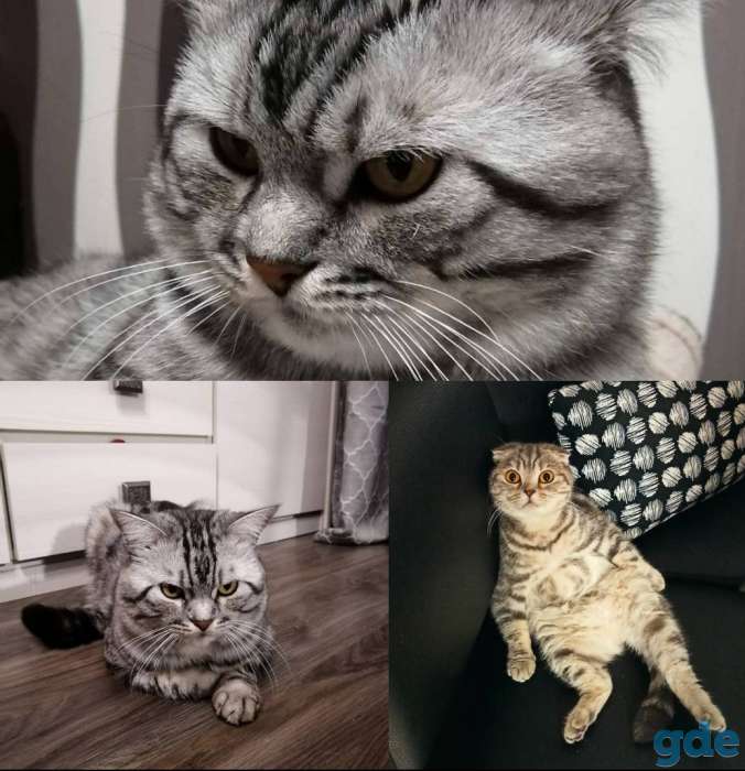 Продам британских котят, фотография 1