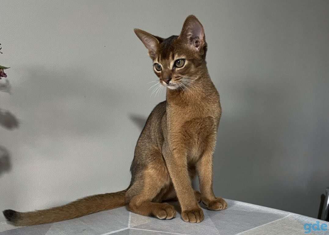 Абиссинский котенок, фотография 4