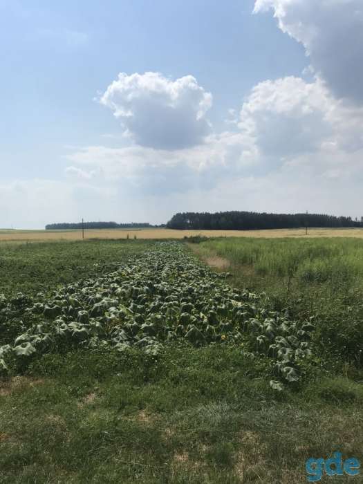 Продам дом в деревне Лютка, фотография 5