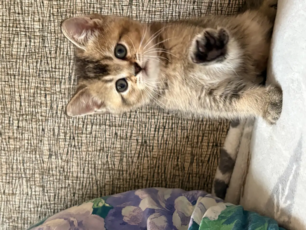 Коты шотландские, фотография 1