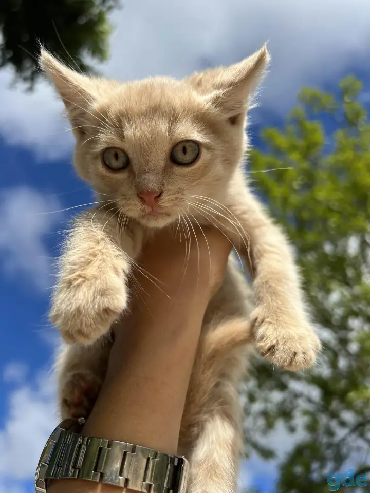 Котёнок (1 мес) в дар, фотография 1