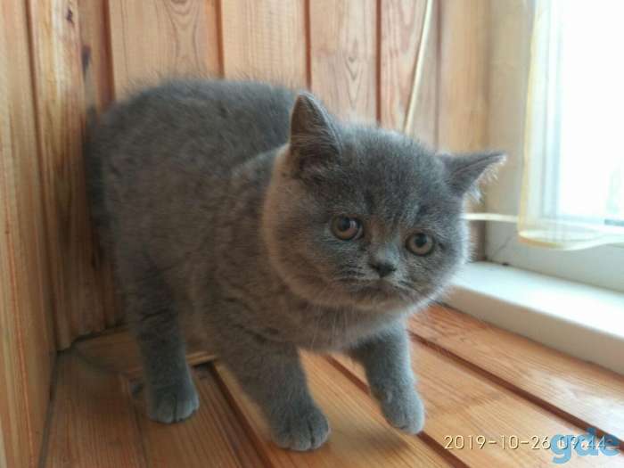 Породистая британская кошечка, фотография 4
