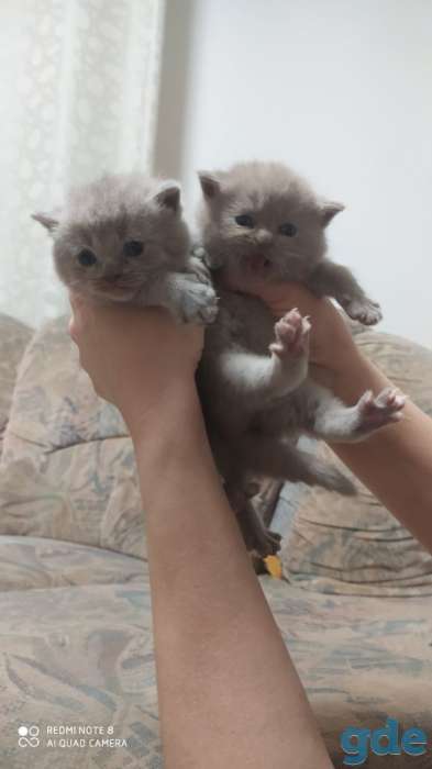 Британские котята, фотография 1