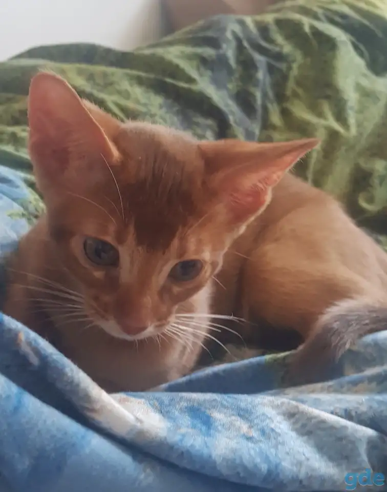 Котенок, фотография 2