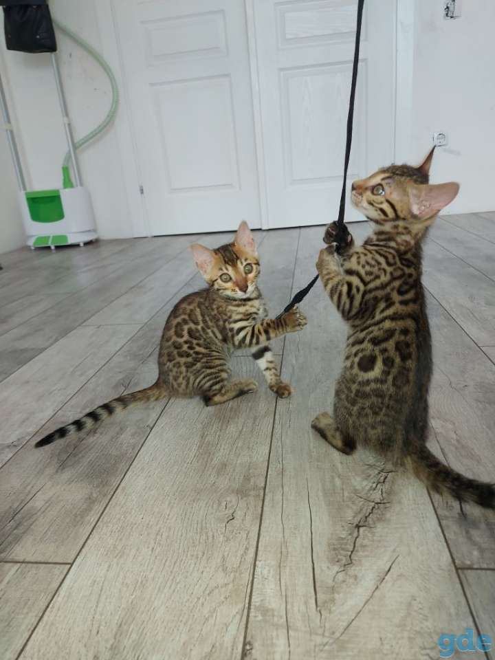 Бенгальские кошечки, фотография 4