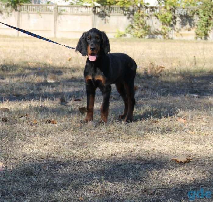 Щенки. Шотландский сеттер (гордон сеттер) Setter Gordon, фотография 4