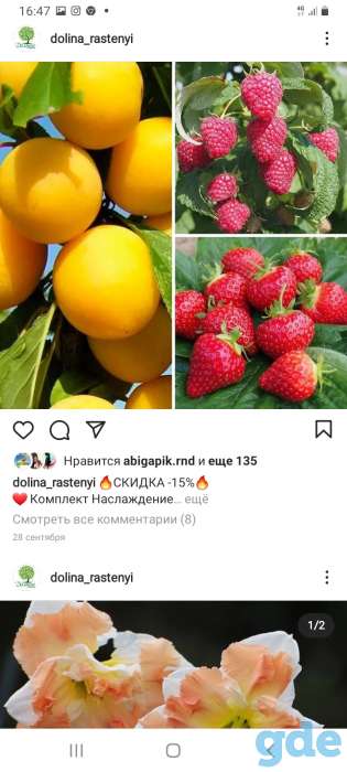 Саженцы клубники по технологии фриго, фотография 7