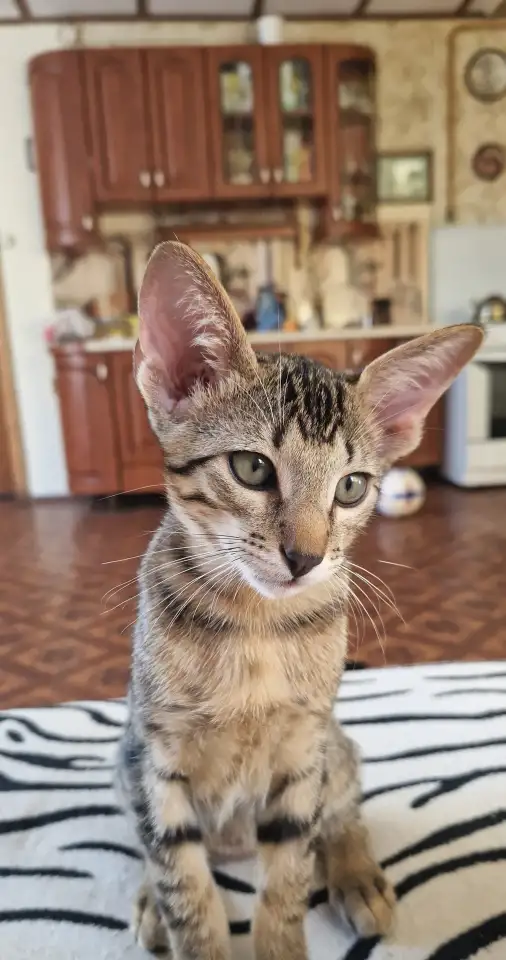 Ориентальный котенок, фотография 2