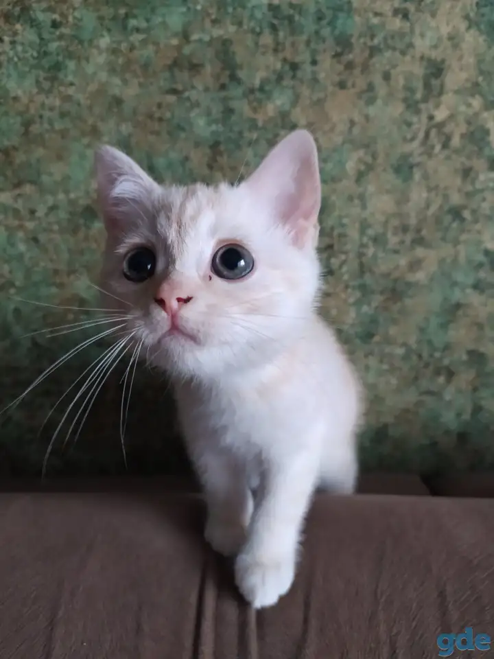 Шотландские котята, фотография 7