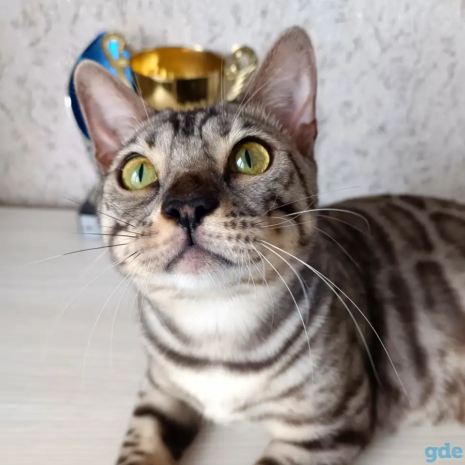 Бенгальские котята, фотография 2
