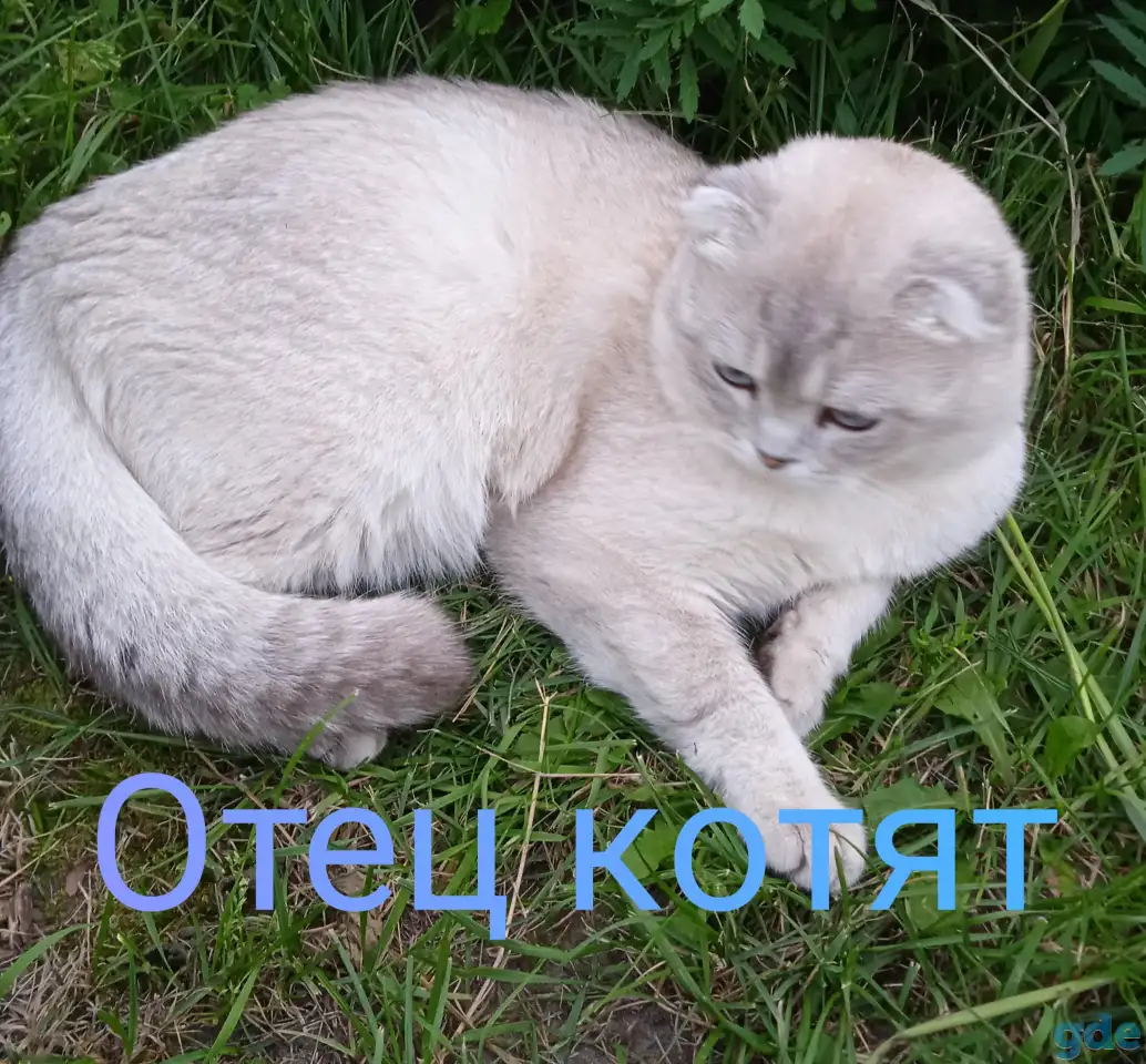 Шотландские котята, фотография 15