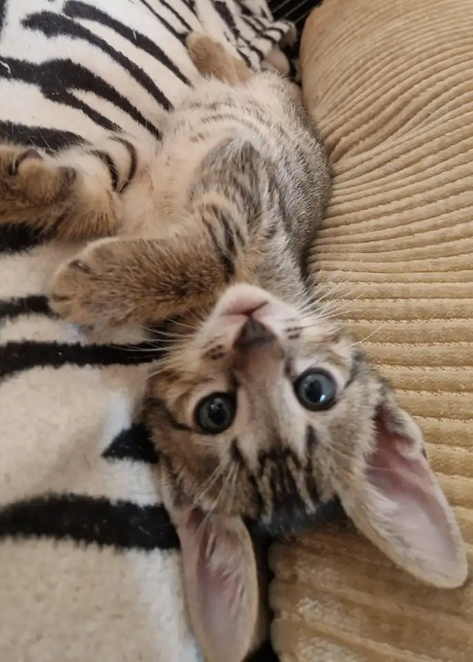 Ориентальные котята, фотография 3