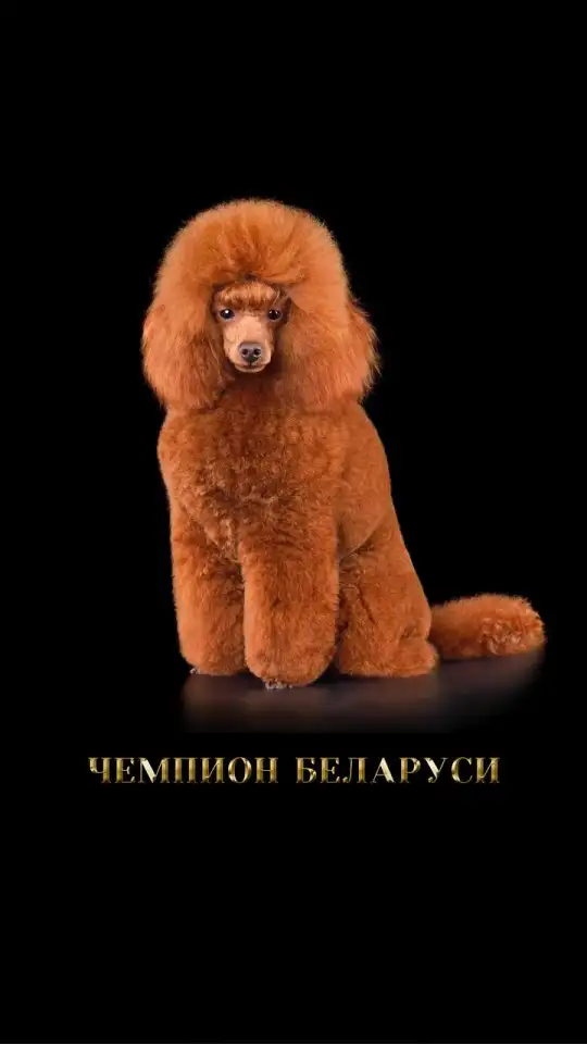 Шикарный, максимально титулованный и здоровый кобель, вязка, фотография 6