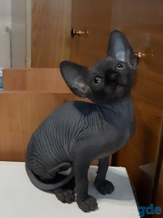 Котята сфинкса, фотография 1