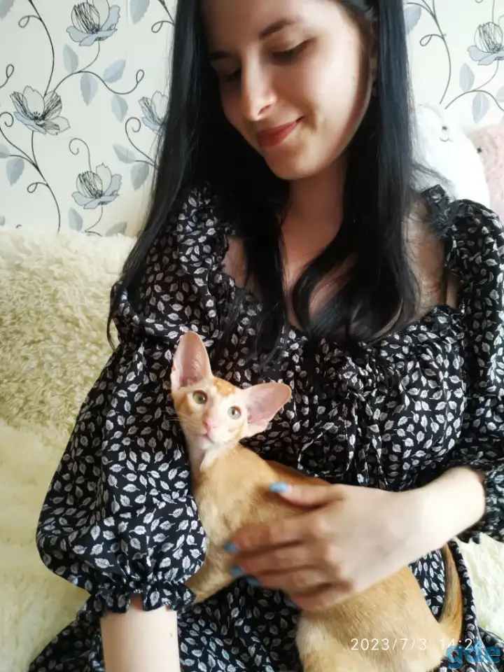 Ориентальные котята, фотография 4