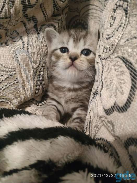 Шотландский котенок, фотография 2