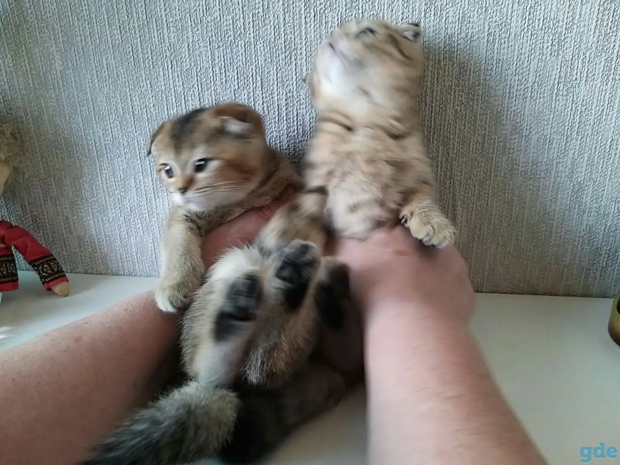 Шотландские вислоухие котята, фотография 7