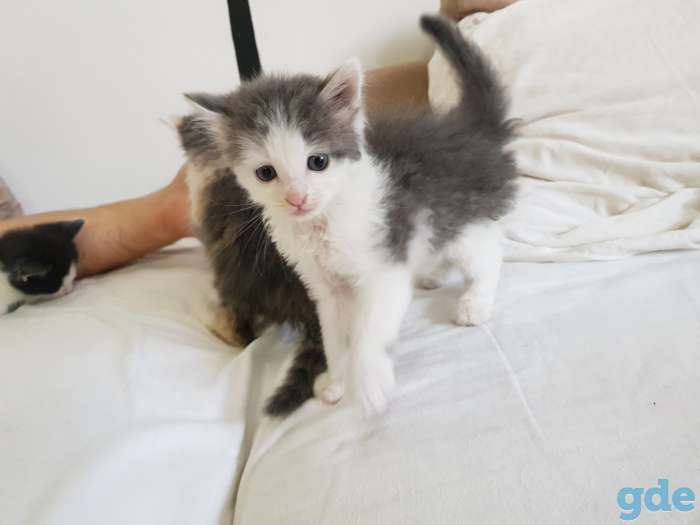Котята в хорошие руки, фотография 1