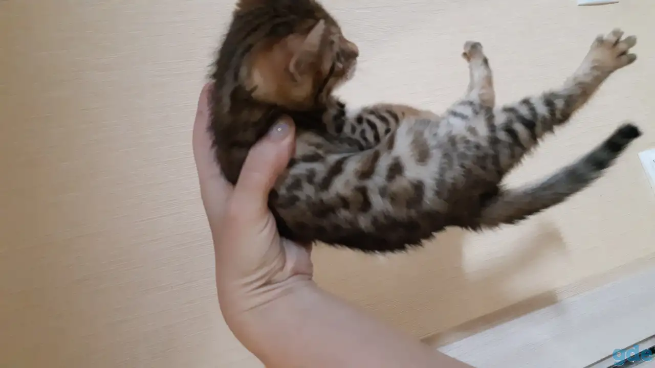 Бенгальские котята, фотография 1