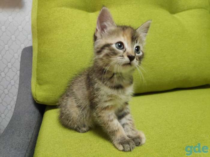 Котята в хорошие руки, фотография 4