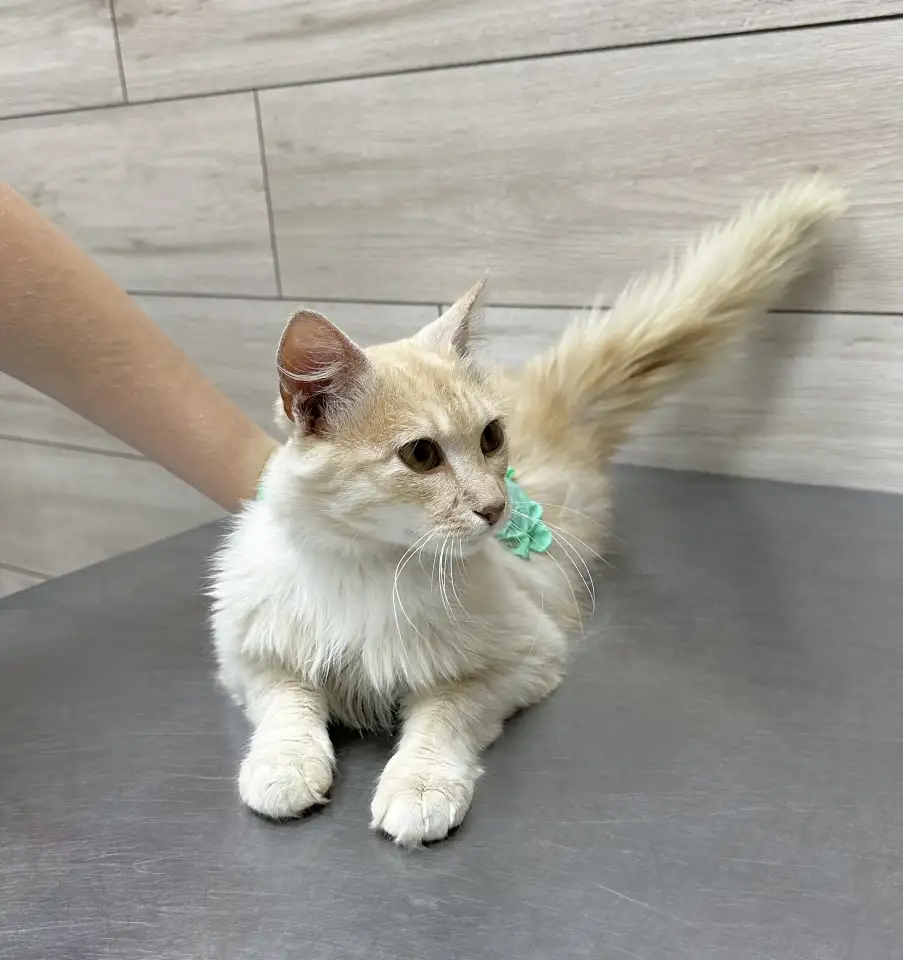 Котик Беня ищет ответственных и заботливых хозяев, фотография 2