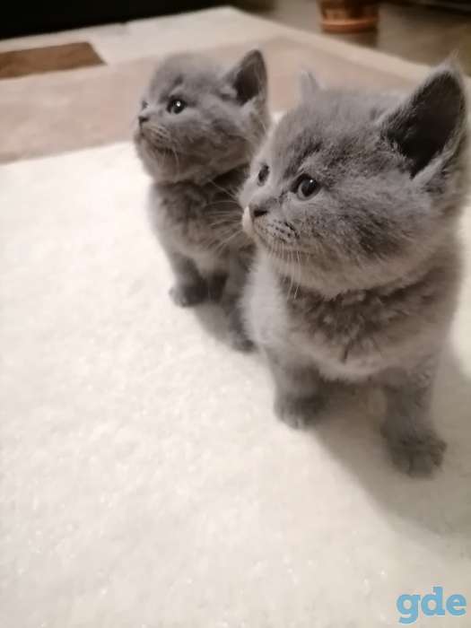 Британские котята, фотография 6