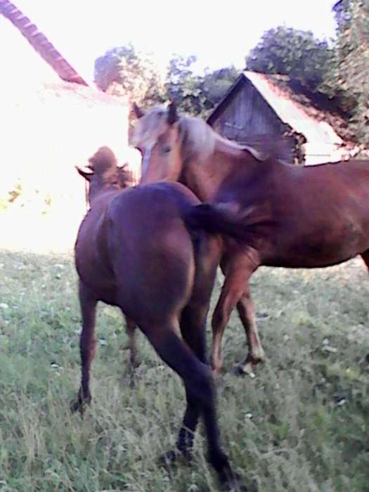 продам кабылу, фотография 1