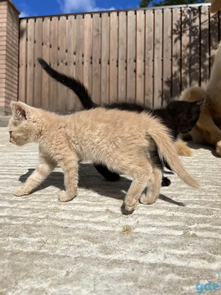 Котёнок (1 мес) в дар, фотография 5