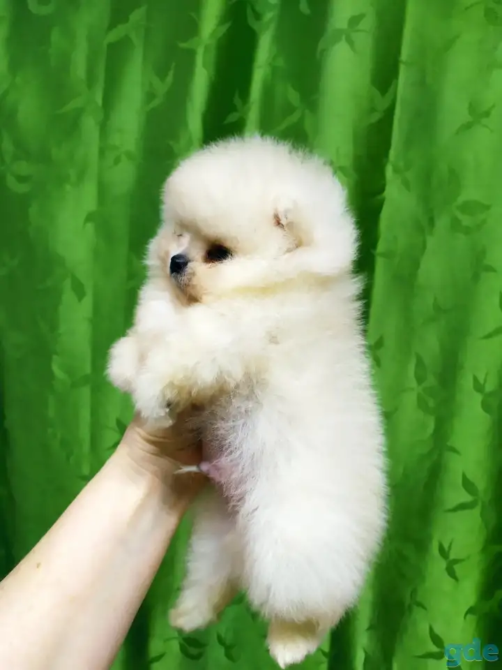 Померанский шпиц ,мини мальчик., фотография 4