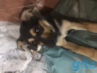 немецкая овчарку СРОЧНО!!! бесплатно, фотография 3