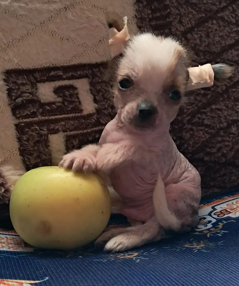 Мальтипу щенок мальчик чи чи, фотография 1